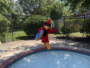 Abingdon Cardinal sumergiendo un dedo del pie en la piscina
