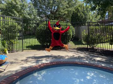 Abingdon Cardinal jumping for joy
