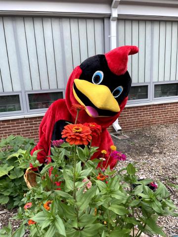 Abingdon Cardinal en el jardín de la escuela