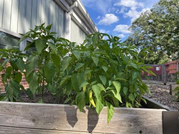 Plant growing in the Abingdon Garden
