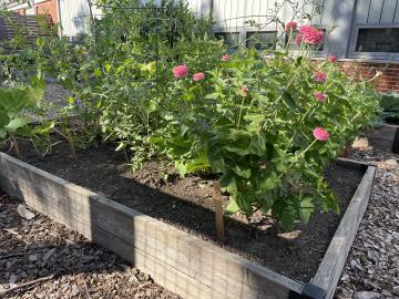 Zinnia growing in the Abingdon Garden