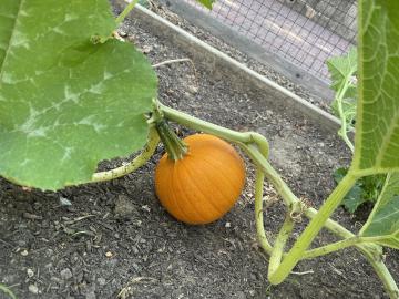 Pumpkins growing in the Abingdon Garden
