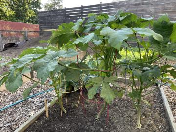 Okra growing in the Abingdon Garden