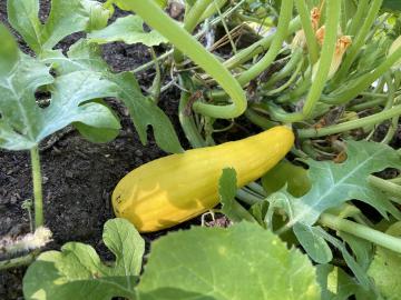Squash growing in the Abingdon Garden