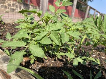 Photo from May Garden Cleanup