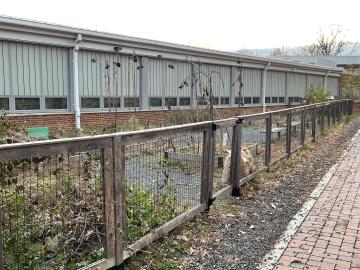 The Abingdon Garden looking very untidy after being mostly unmaintained during the pandemic
