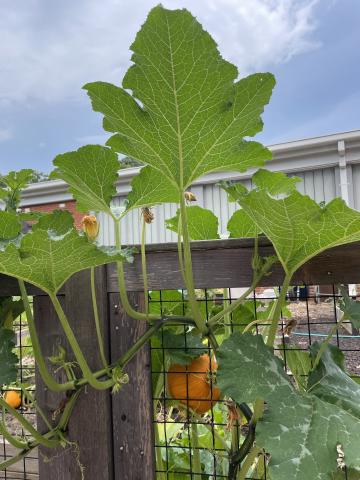 Pumpkins growing in the Abingdon Garden