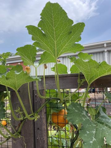 Pumpkins growing in the Abingdon Garden